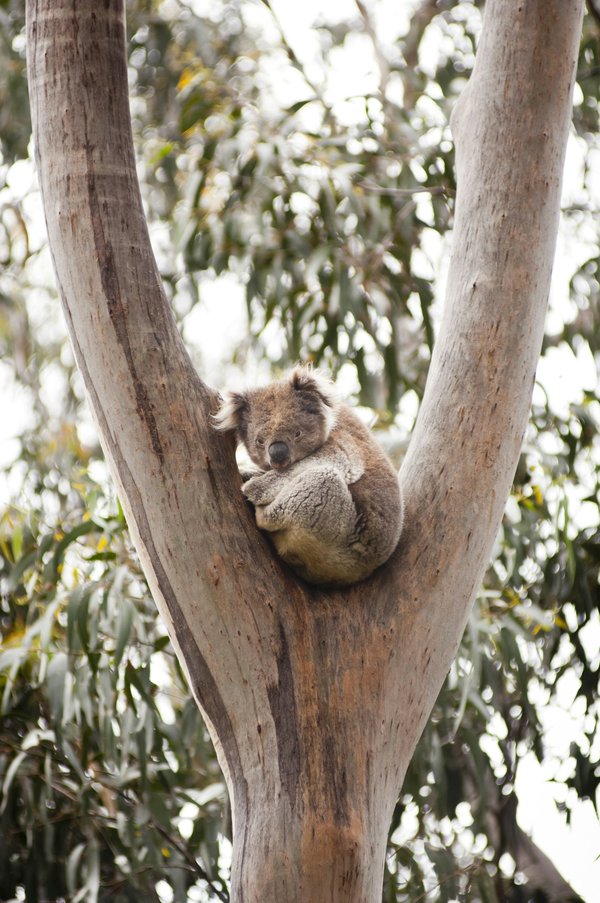 Peut-on trouver une croisière qui propose des excursions pour observer les koalas en Australie?